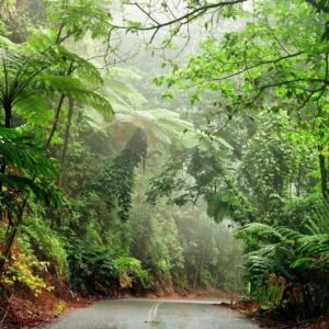 The Cape Tribulation, Mossman Gorge, and Daintree Rainforest Premium Day Tour